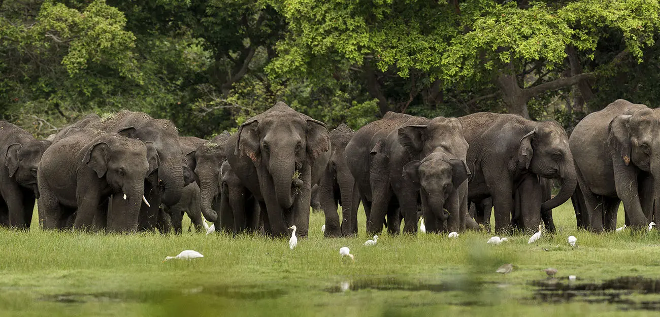 "Sri Lankan Serenity Herd"